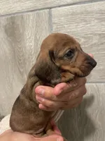 Female 1, a female Miniature Dachshund for sale in Mesa, AZ – 3 of 3