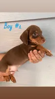 Boy #1, a male Dachshund and Miniature Dachshund for sale in Mesa, AZ – 1 of 1