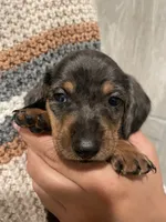 Boy 1 , a male Miniature Dachshund for sale in Mesa, AZ – 2 of 3