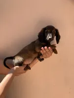 Female 1, a female Dachshund and Miniature Dachshund for sale in Mesa, AZ – 3 of 3