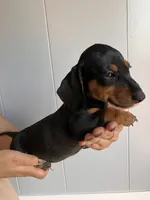 Boy3, a male Miniature Dachshund for sale in Mesa, AZ – 2 of 2