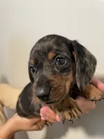 Boy 3, a male Miniature Dachshund for sale in Mesa, AZ – 3 of 4