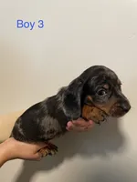 Boy 3, a male Miniature Dachshund for sale in Mesa, AZ – 1 of 4