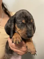 Boy 1, a male Miniature Dachshund for sale in Mesa, AZ – 2 of 3