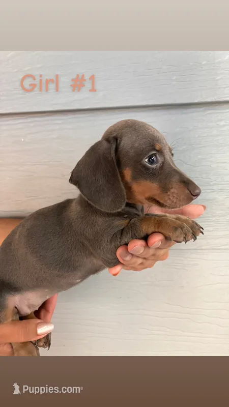 Girl #1 – Dachshund, Miniature Dachshund puppy for sale in Mesa, AZ