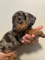 Boy 2, a male Miniature Dachshund for sale in Mesa, AZ – 2 of 3
