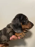 Boy 3, a male Miniature Dachshund for sale in Mesa, AZ – 2 of 4