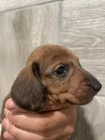 Female 1, a female Miniature Dachshund for sale in Mesa, AZ – 1 of 3