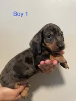 Boy 1, a male Miniature Dachshund for sale in Mesa, AZ – 3 of 3