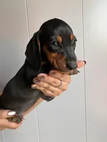 Boy3, a male Miniature Dachshund for sale in Mesa, AZ – 1 of 2