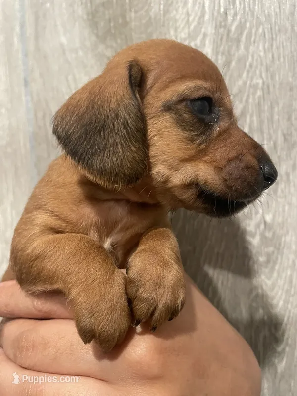 Boy 3  – Miniature Dachshund puppy on hold in Mesa, AZ