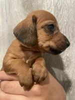 Boy 3 , a male Miniature Dachshund for sale in Mesa, AZ – 1 of 2
