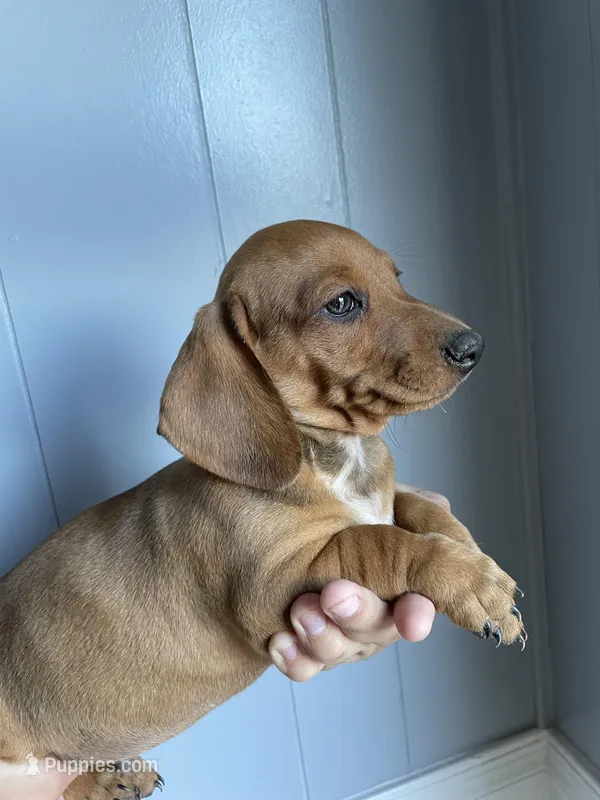 Dachshund  – Dachshund puppy for sale in Mesa, AZ