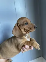 Dachshund , a male Dachshund for sale in Mesa, AZ – 1 of 1