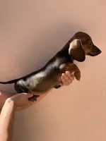 Female 2 , a female Dachshund and Miniature Dachshund for sale in Mesa, AZ – 2 of 2