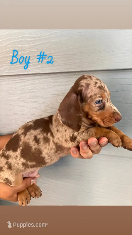 Boy 2 – Dachshund, Miniature Dachshund puppy for sale in Mesa, AZ