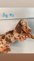 Boy 2, a male Dachshund and Miniature Dachshund for sale in Mesa, AZ – 1 of 1