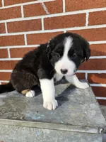 Taffy, a female Australian Shepherd and Border Collie for sale in Lebanon, PA – 2 of 2