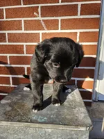 M&M, a female Australian Shepherd and Border Collie for sale in Lebanon, PA – 2 of 3