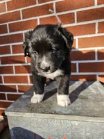 Wheeler, a male Australian Shepherd and Border Collie for sale in Lebanon, PA – 2 of 2
