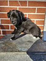 M&M, a female Australian Shepherd and Border Collie for sale in Lebanon, PA – 3 of 3