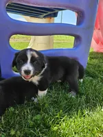 Twix, a female Australian Shepherd and Border Collie for sale in Lebanon, PA – 2 of 2