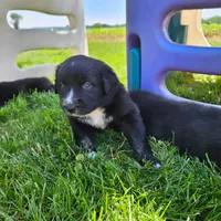 Kit-Kat , a female Australian Shepherd and Border Collie for sale in Lebanon, PA – 2 of 3