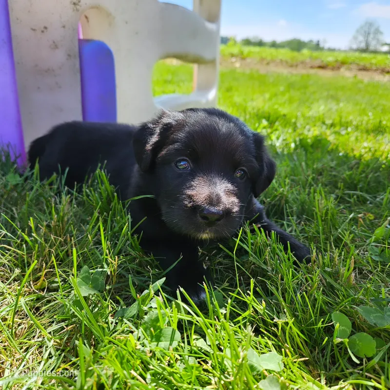 M&M – Australian Shepherd, Border Collie puppy for sale in Lebanon, PA