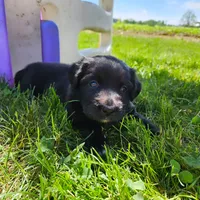 M&M, a female Australian Shepherd and Border Collie for sale in Lebanon, PA – 1 of 3