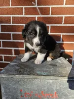 Schwarber , a male Australian Shepherd and Border Collie for sale in Lebanon, PA – 1 of 2