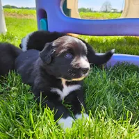 Wheeler, a male Australian Shepherd and Border Collie for sale in Lebanon, PA – 1 of 2
