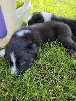 Schwarber , a male Australian Shepherd and Border Collie for sale in Lebanon, PA – 2 of 2