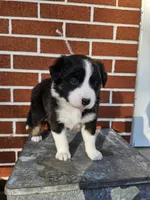 Taffy, a female Australian Shepherd and Border Collie for sale in Lebanon, PA – 1 of 2