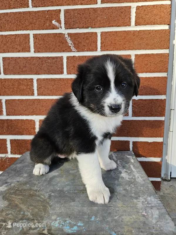 Twix – Australian Shepherd, Border Collie puppy for sale in Lebanon, PA