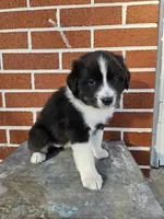 Twix, a female Australian Shepherd and Border Collie for sale in Lebanon, PA – 1 of 2