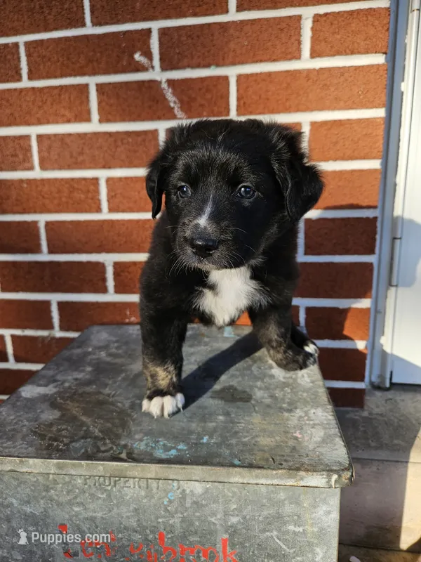 Kit-Kat  – Australian Shepherd, Border Collie puppy for sale in Lebanon, PA