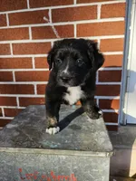 Kit-Kat , a female Australian Shepherd and Border Collie for sale in Lebanon, PA – 1 of 3
