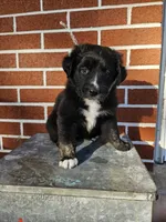Kit-Kat , a female Australian Shepherd and Border Collie for sale in Lebanon, PA – 3 of 3