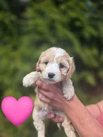 Chloe, a female Cavapoo for sale in Charlotte, NC – Photo 2 of 3
