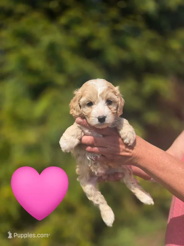 Chloe – Cavapoo puppy for sale in Charlotte, NC