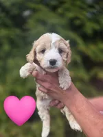 Chloe, a female Cavapoo for sale in Charlotte, NC – Photo 3 of 3