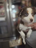 Precious, a female Australian Shepherd for sale in Charlotte, NC – Photo 3 of 6