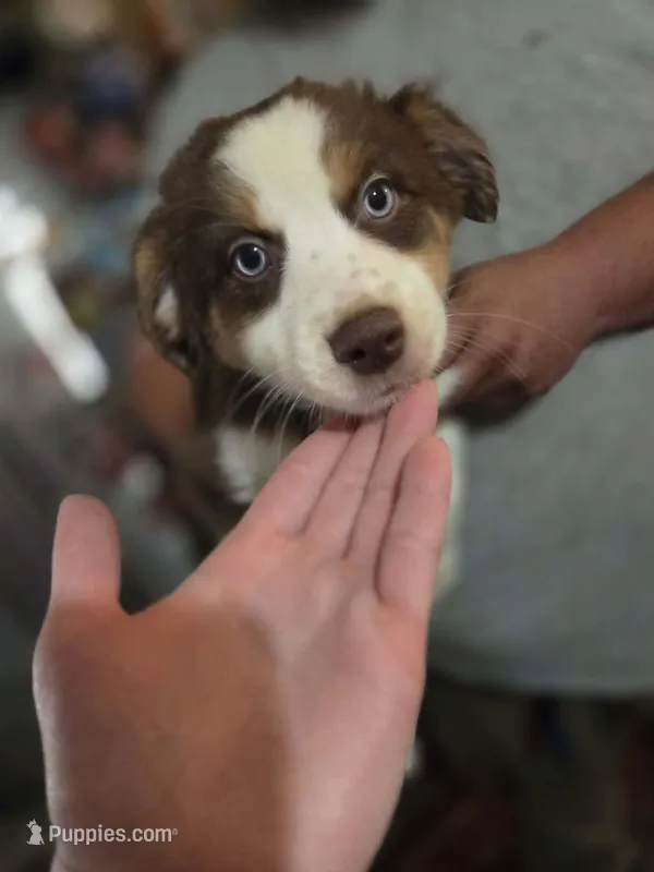 Precious – Australian Shepherd puppy for sale in Charlotte, NC
