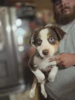 Precious, a female Australian Shepherd for sale in Charlotte, NC – Photo 2 of 6