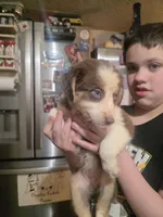 Precious, a female Australian Shepherd for sale in Charlotte, NC – Photo 6 of 6