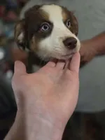 Precious, a female Australian Shepherd for sale in Charlotte, NC – Photo 4 of 6