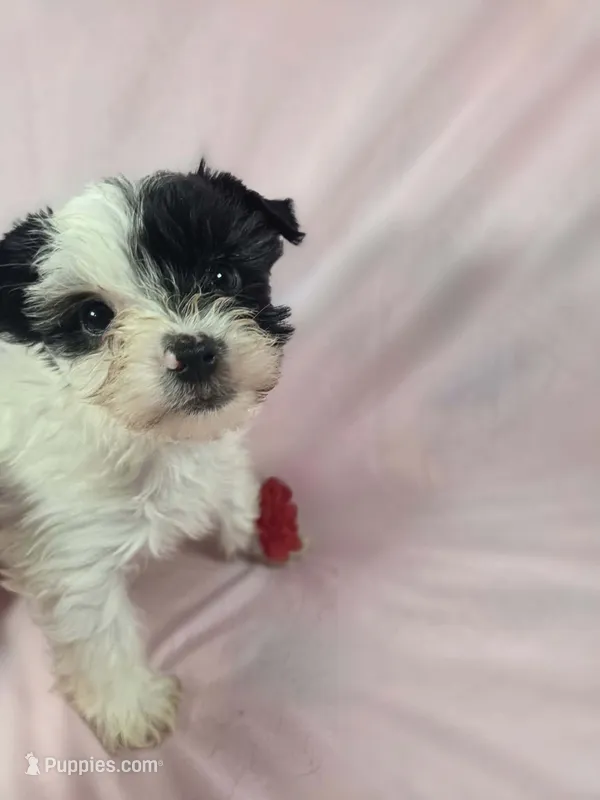 Mila – Yorkshire Terrier puppy for sale in Charlotte, NC
