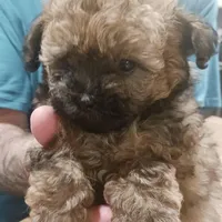 Teddy, a male Maltipoo for sale in Charlotte, NC – Photo 1 of 2