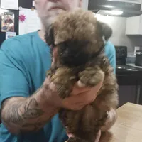 Teddy, a male Maltipoo for sale in Charlotte, NC – Photo 2 of 2