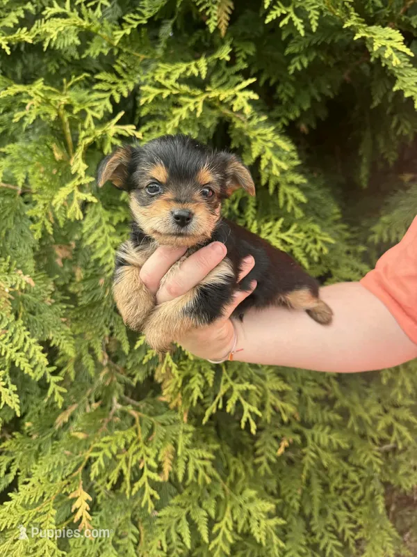 Bruce – Yorkshire Terrier puppy for sale in Charlotte, NC